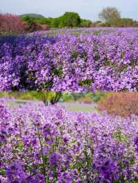 大連英歌石植物園，賞花遛娃兒一站式