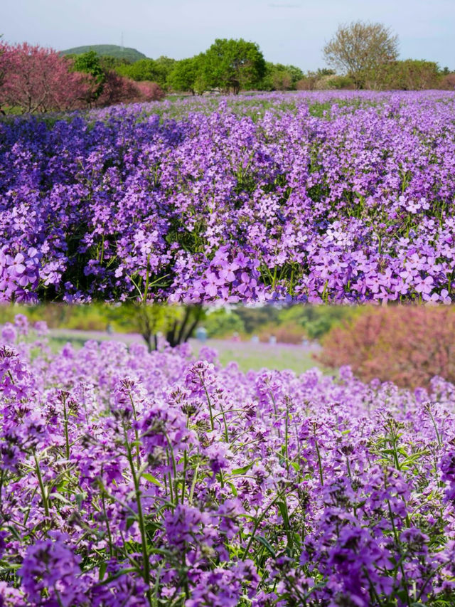 大連英歌石植物園，賞花遛娃兒一站式