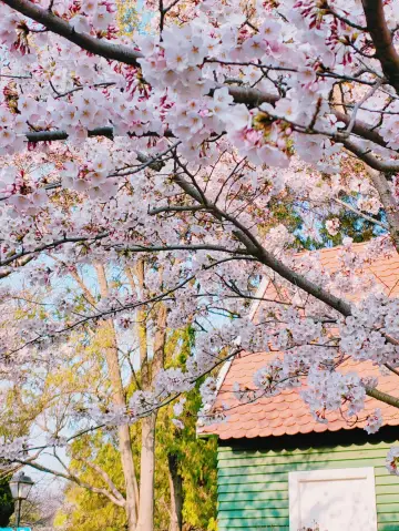 Help! The cherry blossoms in Wuhan are the epitome of spring! 