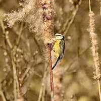 River Freshney: A Hidden Wildlife Gem in Grimsby