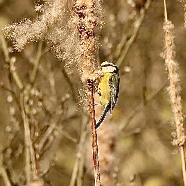 River Freshney: A Hidden Wildlife Gem in Grimsby
