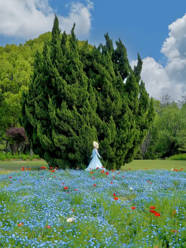 Hidden Flower Viewing Spot in Shanghai | Step into a Real-Life Studio Ghibli Animation