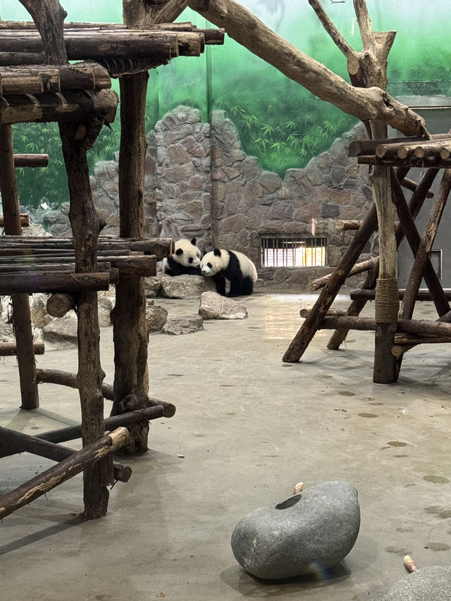 Chengdu 3 Days Itinerary