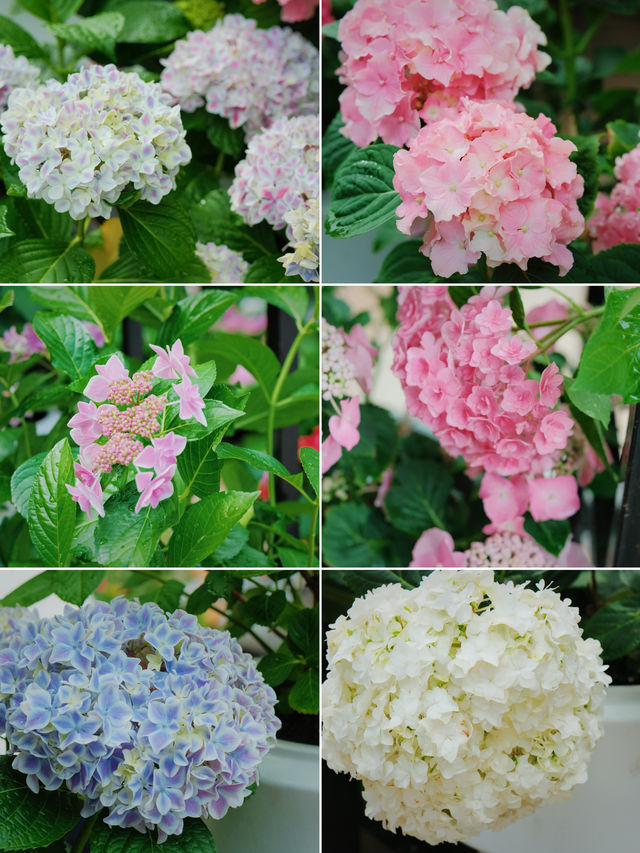 闖入宮崎駿嘅童話世界 寧波私藏繡球花海