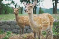 動物園一日遊親子情侶可打卡