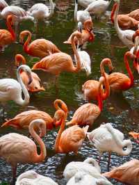 Guangzhou’s Wildlife Kingdom: Roam Free at Chimelong Safari Park