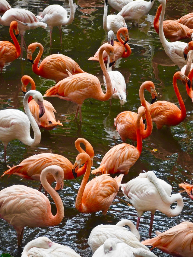Guangzhou’s Wildlife Kingdom: Roam Free at Chimelong Safari Park