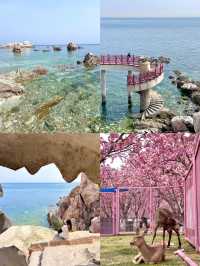 更適合中國寶寶體質嘅馬爾代夫— 養馬島