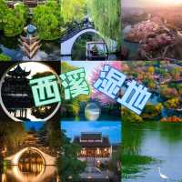 西溪濕地「梅深見鹿」爆紅！梅花鹿漫步落花間，遊客大讚「仙境」