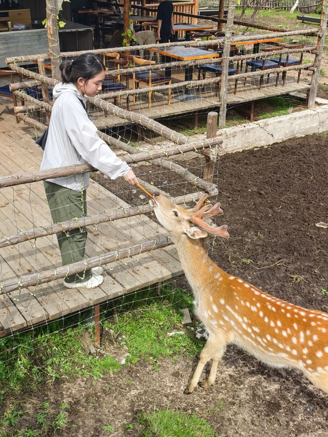 七彩森林度假指南