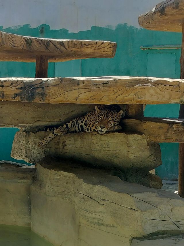 湖州龍之夢動物園全攻略｜親子/情侶/長者遊玩指南