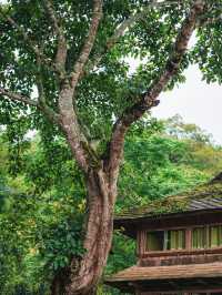 景邁山封神攻略｜世界首個茶文化遺產被我玩明白了！