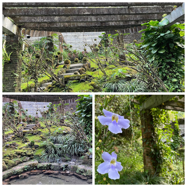 仙湖植物園:闖入都市中的綠色秘境🌿 仙湖植物園:闖入都市中的綠色秘境🌿