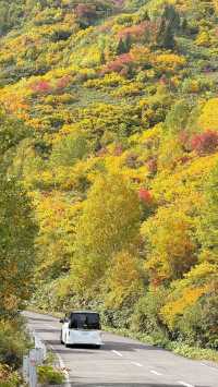 秋意漸濃的八幡平高原~