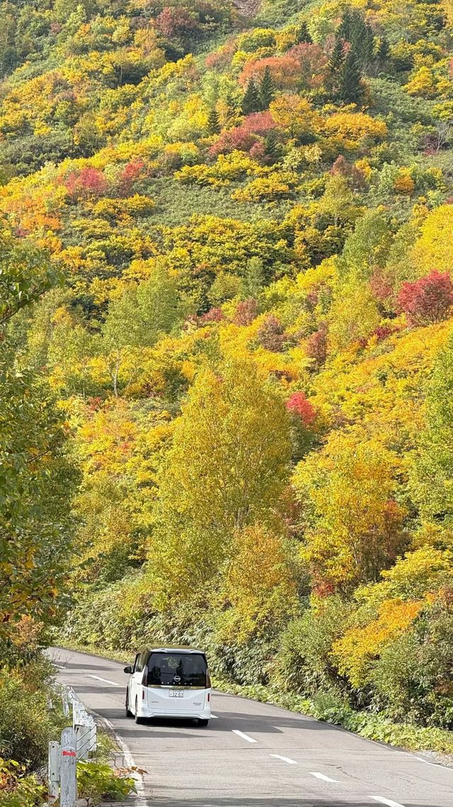 秋意漸濃的八幡平高原~ 秋意漸濃的八幡平高原~