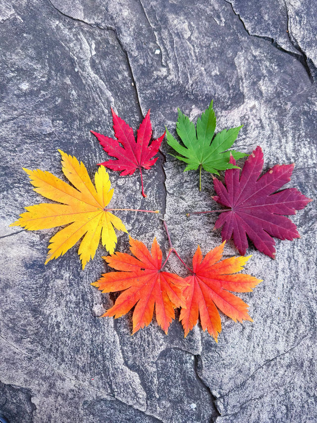 地鐵直達瀋陽植物園!撿秋走起! 地鐵直達瀋陽植物園!撿秋走起!