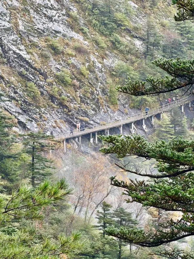 Mist Wandering in Zhuque Wonderland Guide