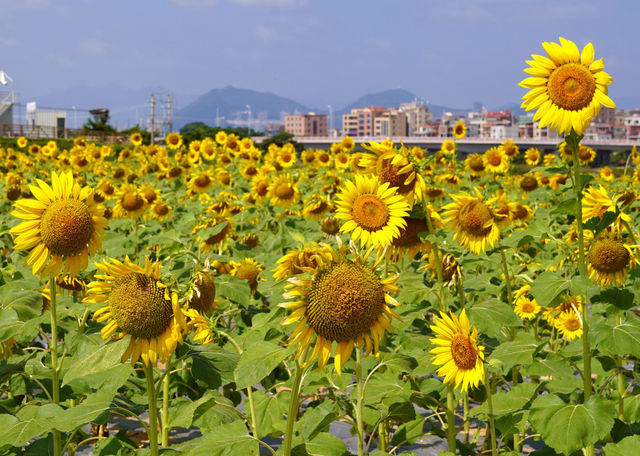 廈門西巖山都市田園，葵花金燦燦開得正艷