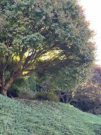 🕊️ Ikeda Hall Peace Garden: Where Japanese Serenity Meets New Zealand's Soul! 🌿