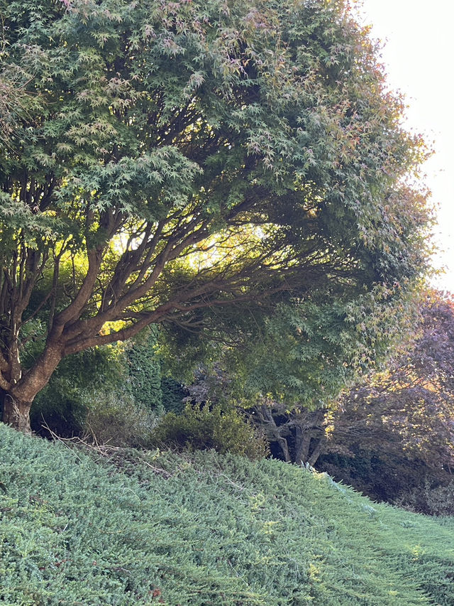 🕊️ Ikeda Hall Peace Garden: Where Japanese Serenity Meets New Zealand's Soul! 🌿