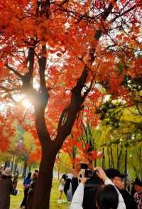隋唐城遺址植物園烏桕樹紅了