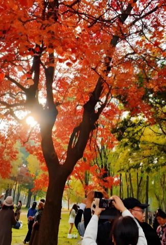 隋唐城遺址植物園烏桕樹紅了