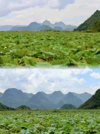 普者黑天鵝湖賞花指南