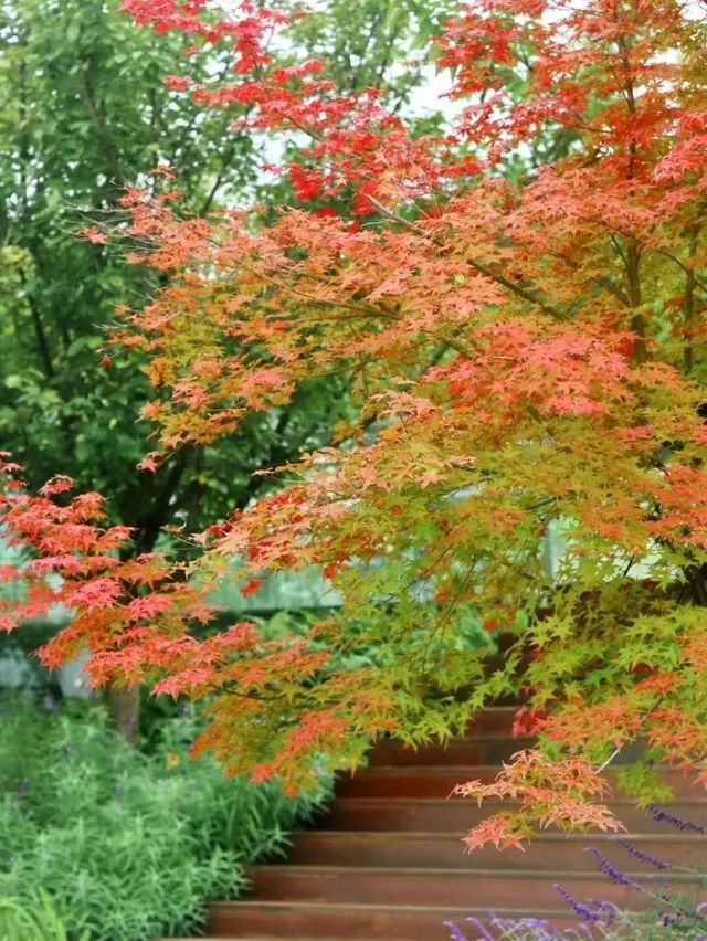 注意!這不是油畫,而是成都的彩色秋天! 注意!這不是油畫,而是成都的彩色秋天!