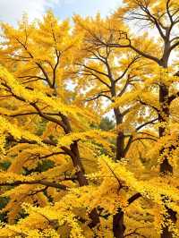 江浙滬小眾秋日自駕天堂!四明山紅楓谷yyds