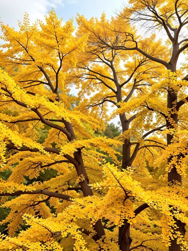 江浙滬小眾秋日自駕天堂!四明山紅楓谷yyds 江浙滬小眾秋日自駕天堂!四明山紅楓谷yyds