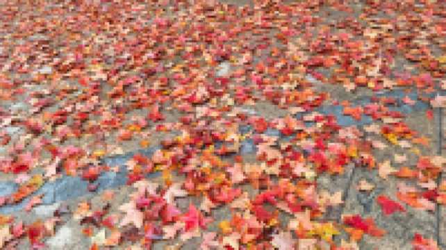 這裡秋風醉紅楓