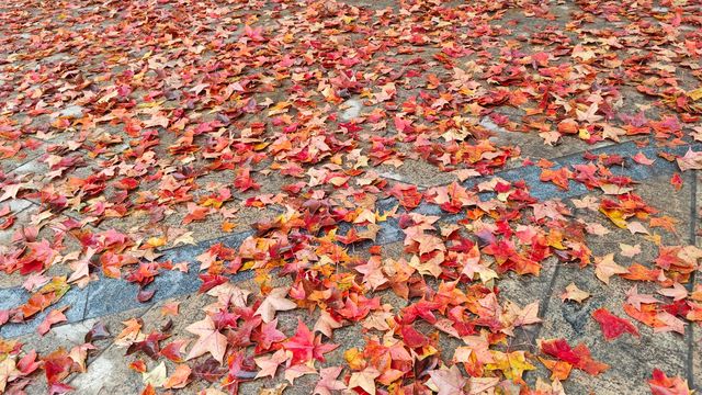 這裡秋風醉紅楓 這裡秋風醉紅楓