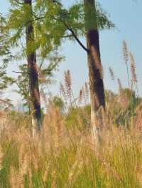 長沙小眾公園天花板磨盤洲生態公園溜娃不擠人