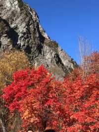 疊溪松坪溝紅葉盛宴