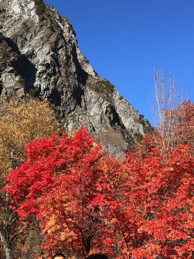 疊溪松坪溝紅葉盛宴