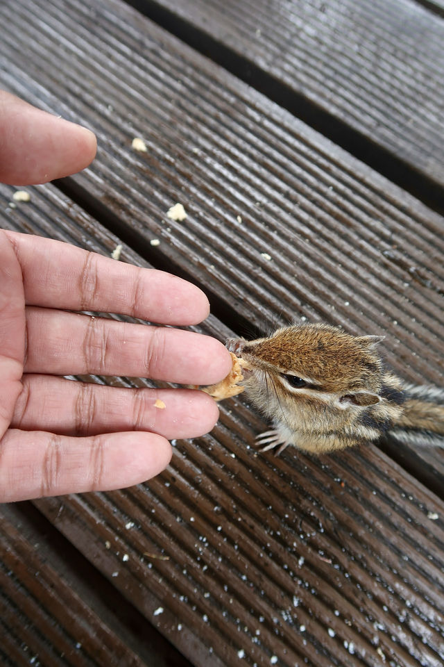 幸運地摸到了花栗鼠，毛茸茸的