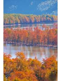 枕山聽水！皖南紅杉林 + 免費挖筍美宿