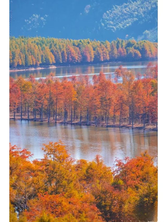 枕山聽水！皖南紅杉林 + 免費挖筍美宿