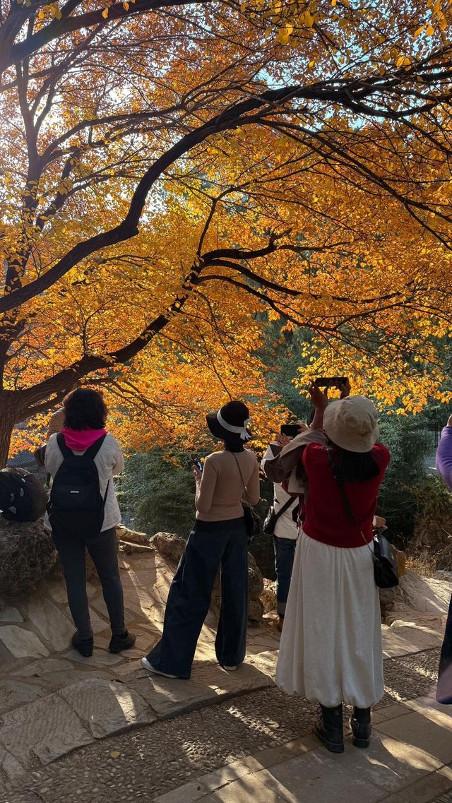 本週北京賞秋的尾巴，倒數計時！還有10處選擇