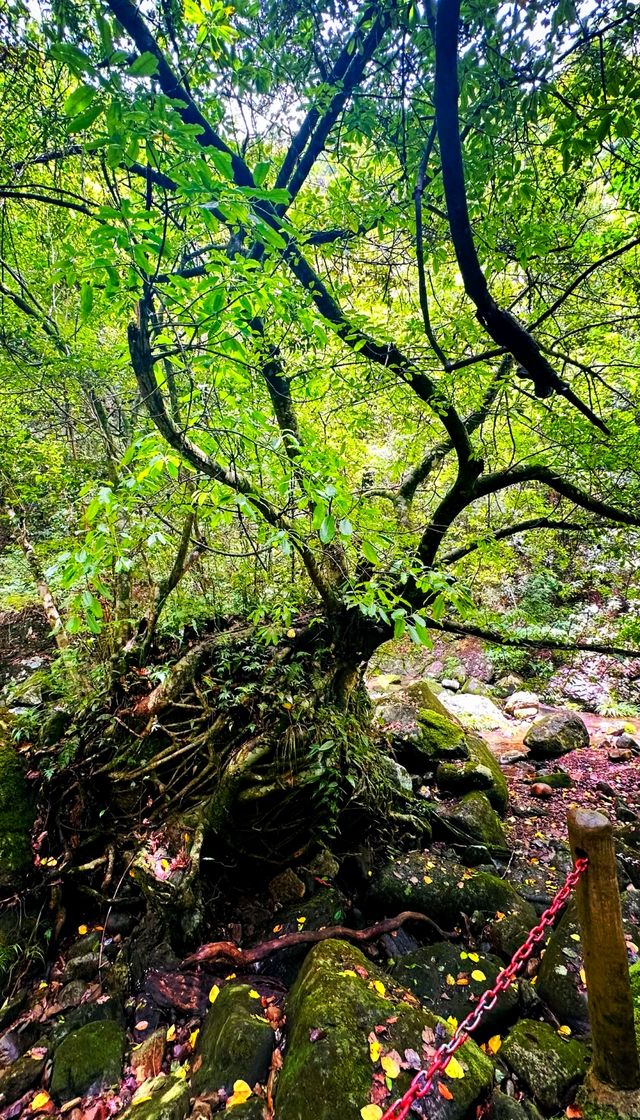 秘境森林徒步路線