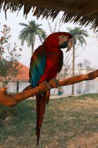 宿遷森迪自駕封神!開著車闖進動物狂歡局