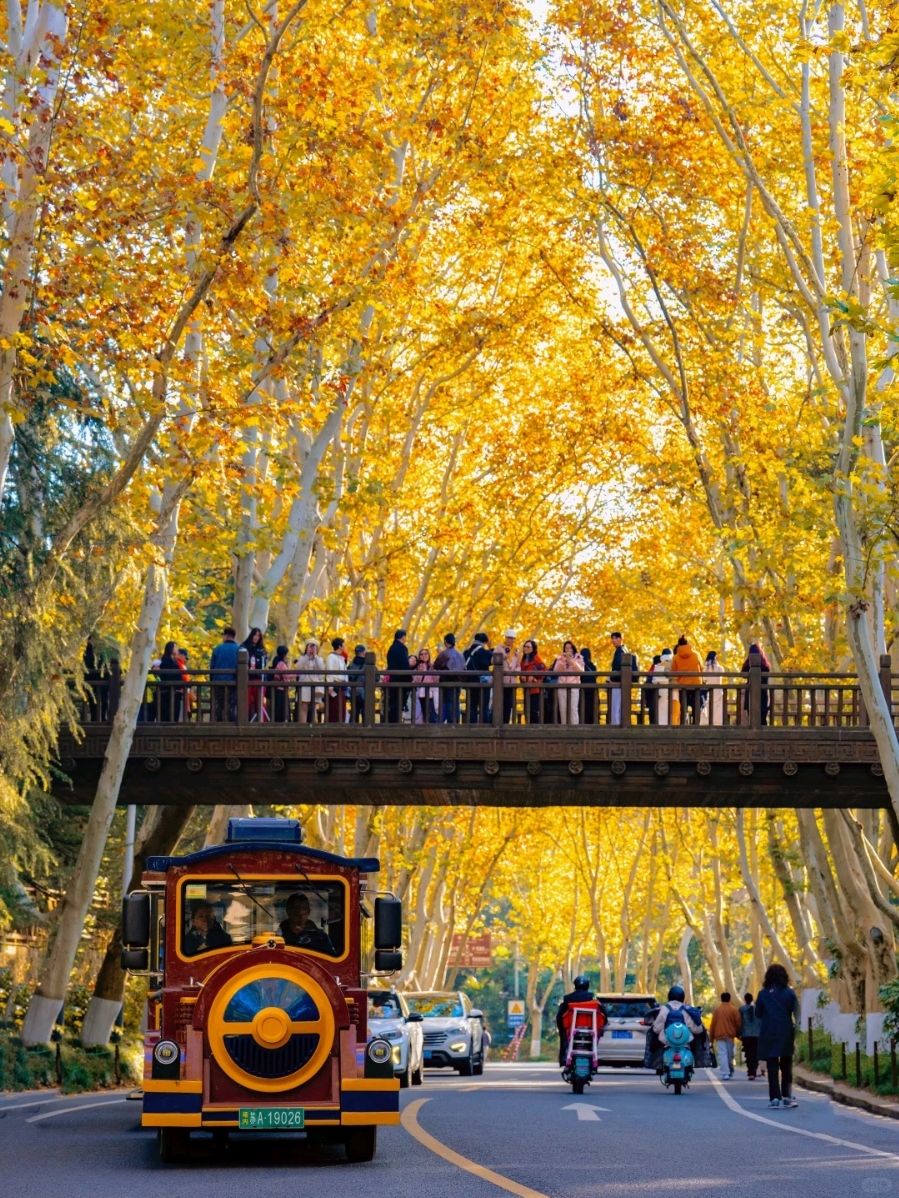 #海外旅行
十一月的南京美得讓人流連忘返。一定要收藏這份秋季旅遊指南!
桐樹大道鋪滿了金黃色的落葉,疾駛而過的小火車彷彿是小說結尾的場景。透過第六軍博物館的大窗戶,南京絢麗的秋色盡收眼底。南京植物園裡,色彩斑斕的楓樹與紅色的橋樑交相輝映,營造出出生機勃勃的氛圍。
搭乘色彩繽紛的纜車前往紫金山探險公園,彷彿置身於秋日的童話世界。報紙大廈18號樓上的「南京」兩個大字是南京之行必拍的拍照點。音樂廳裡,隨著音樂的響起,一群鴿子飛向天空,浪漫的氣氛瀰漫開來。
黃牆綠樹環繞的梨花路是漫步的理想之地,微風拂過落葉的沙沙聲也別有一番韻味。仙目湖楊居的銀杏樹壯麗無比,傍晚的日落更是美不勝收。南京師範大學水原校區靜謐祥和,雄偉的銀杏樹在校園內靜靜地成長。
碧廬寺銀杏樹與佛像和諧相融,是熱門的攝影勝地。明孝陵的檉柳和紅楓將秋天浪漫演繹得淋漓盡致。從無人機的鏡頭下,美清宮宛如一條巨大的金色項鍊,令人嘆為觀止,浪漫至極。
秋季觀光需要放慢節奏,因此選擇舒適的住宿至關重要。無論是清晨漫步梨花路,踩著落葉沙沙作響,或是傍晚在玄武湖畔靜候日落,住在附近都是節省時間的關鍵!