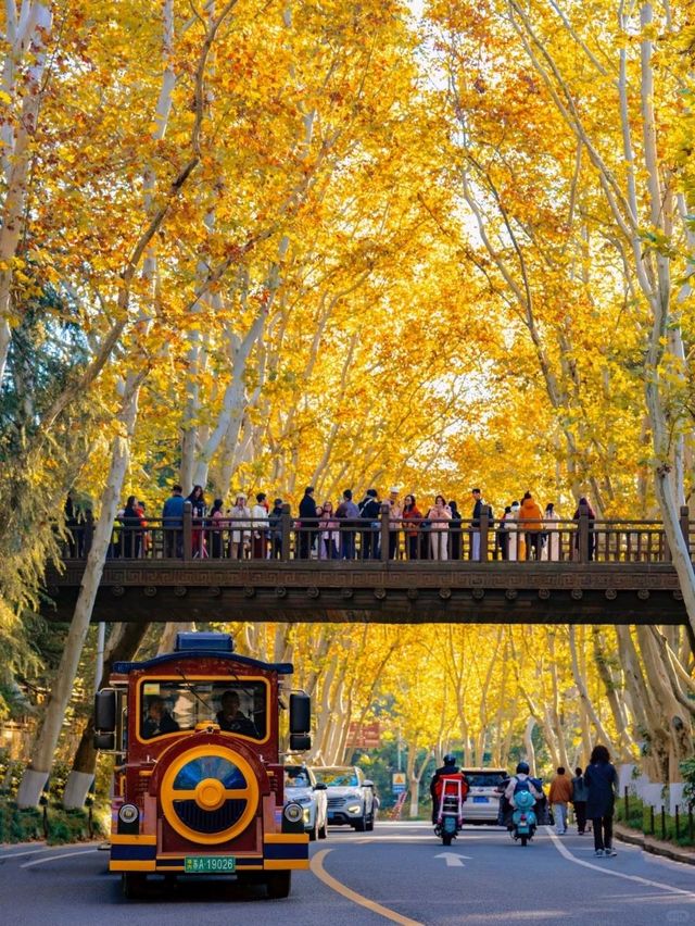 “오동나무 아름답다”라며 남경도시 가득 심었어요🍂