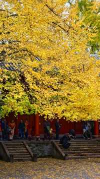 成都 1h，8 元的秋日崇州罨畫池，人間值得