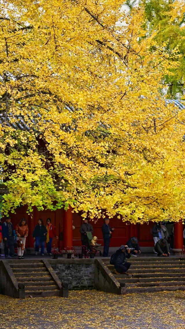 Chengdu 1h, 8 yuan for the autumn Chongzhou Yanhuachi, totally worth it