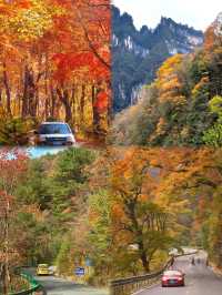 11-12月別再擠光霧山啦！這晚秋絕色我偷偷藏不住了