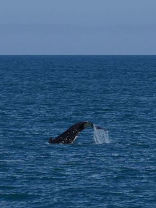 Kaikoura Whale Watching Experience is Wonderful