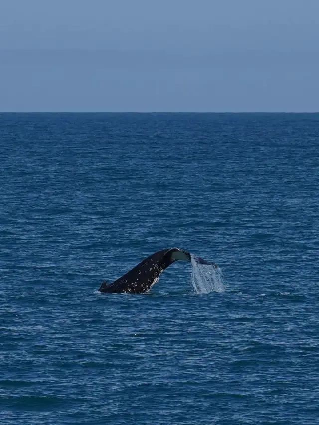 Kaikoura Whale Watching Experience is Wonderful