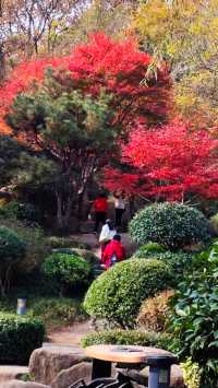 秋日青島楓葉秘境