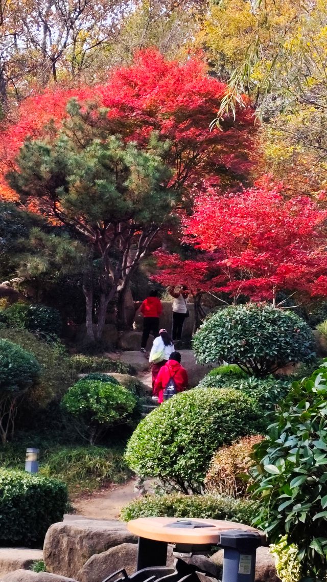 秋日青島楓葉秘境 秋日青島楓葉秘境
